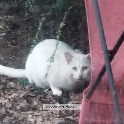 Photo 1/1 Found cat Found in Sautron