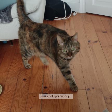 Photo 1/1 Found cat Found in St chamond