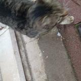 Picture of cat found at Tourcoing