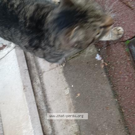 Photo 1/3 Found cat Found in Tourcoing