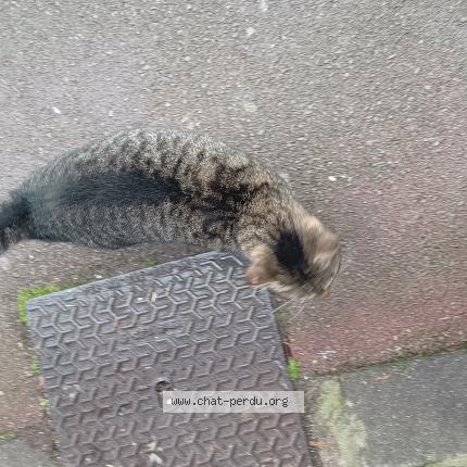 Photo 2/3 Found cat Found in Tourcoing