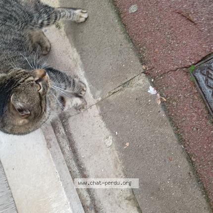 Photo 3/3 Found cat Found in Tourcoing