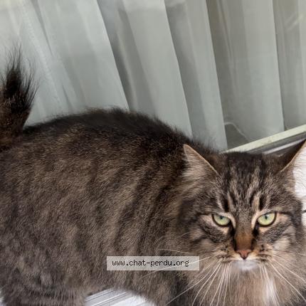 Photo 1/1 Found cat Found in Jette