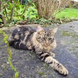 Picture of cat found at Barace