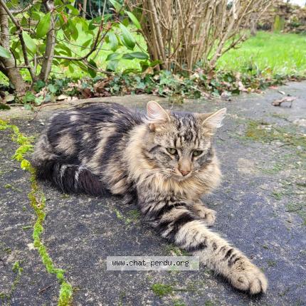 Photo 1/1 Found cat Found in Barace