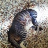 Picture of cat lost at Guitres