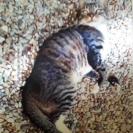 Photo 1/1 Isidore Chat lost in Guitres