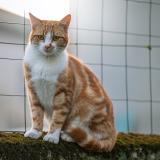 Picture of cat lost at Saint Pierre A Arnes