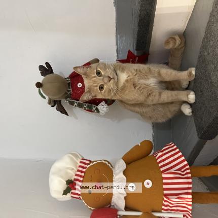 Photo 1/1 Sissy Chat lost in Sollies pint