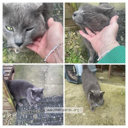 Photo 1/1 Found cat Found in St judoce