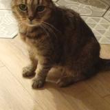 Picture of cat lost at Champeix