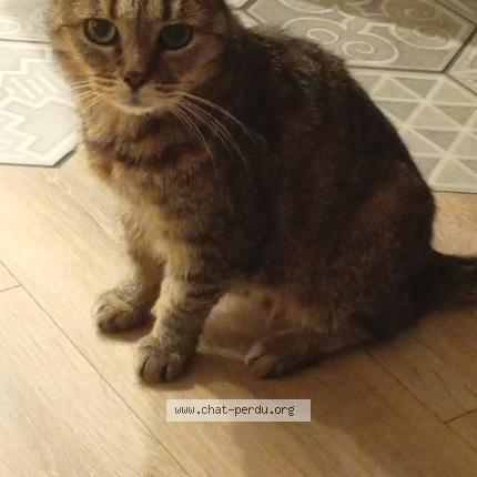 Photo 1/1 Petite Moon Chat lost in Champeix