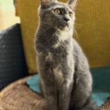 Picture of cat lost at Chezy Sur Marne