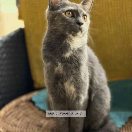 Photo 1/1 Ruby Chat lost in Chezy sur marne