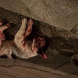 Picture of cat found at Cap D Ail