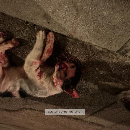 Photo 1/1 Found cat Found in Cap d ail