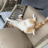 Picture of cat lost at St Georges Sur L Aa