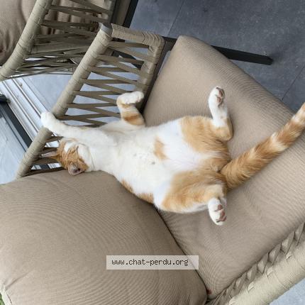 Photo 1/1 Tilly Chat lost in St georges sur l aa