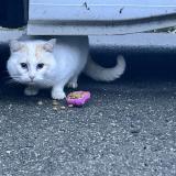 Picture of cat found at Louvigne