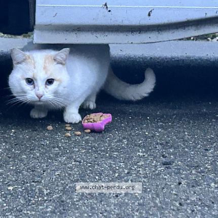 Photo 1/1 Found cat Found in Louvigne