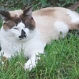 Picture of cat lost at Cornebarrieu