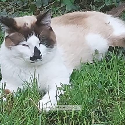 Photo 1/1 blanco Chat lost in Cornebarrieu