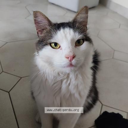 Photo 1/1 Typhon Chat lost in Sains en gohelle