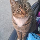 Picture of cat found at Juvignac