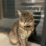 Picture of cat lost at Castres