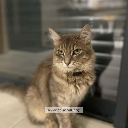 Photo 1/1 Tia Chat lost in Castres