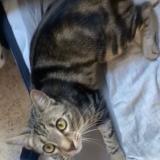 Picture of cat lost at Saint Maurice De Goudans