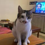 Picture of cat lost at Arles