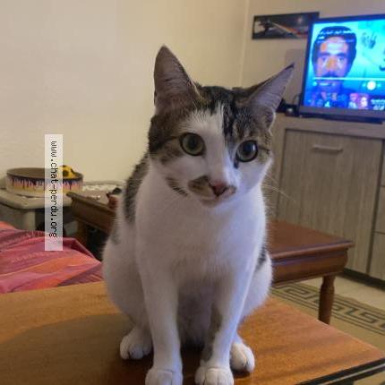 Photo 1/2 FATIMA SOLLILO SRHIYER Chat lost in Arles