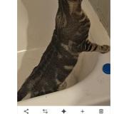 Picture of cat lost at Prattville