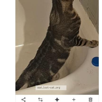 Photo 1/1 Bugg Chat lost in Prattville