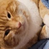 Picture of cat lost at Herserange