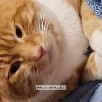 Photo 1/1 Kelo Chat lost in Herserange