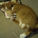 Picture of cat lost at Plumeliau Bieuzy