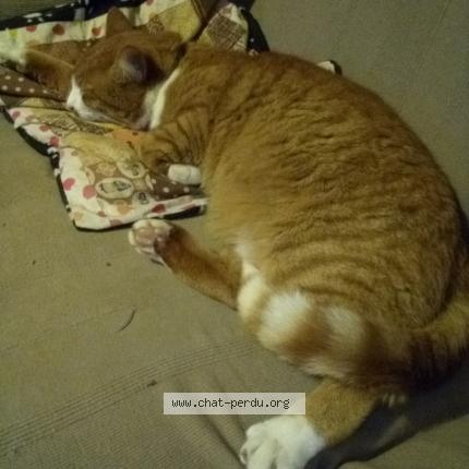 Photo 1/1 organdi Chat lost in Plumeliau bieuzy