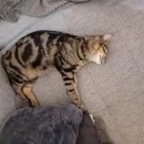 Picture of cat lost at Val Au Perche