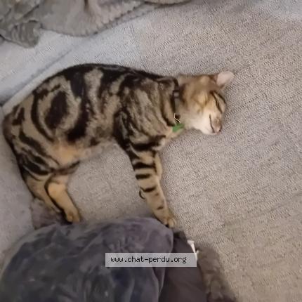 Photo 1/1 Tigrou Chat lost in Val au perche