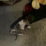 Picture of cat lost at Boersch