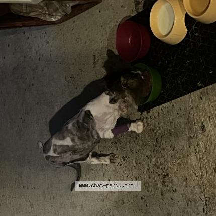 Photo 1/1 Plume Chat lost in Boersch