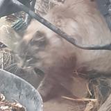 Picture of cat found at Rambervillers