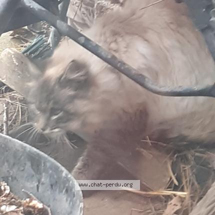 Photo 1/1 Found cat Found in Rambervillers