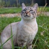 Picture of cat lost at Monts