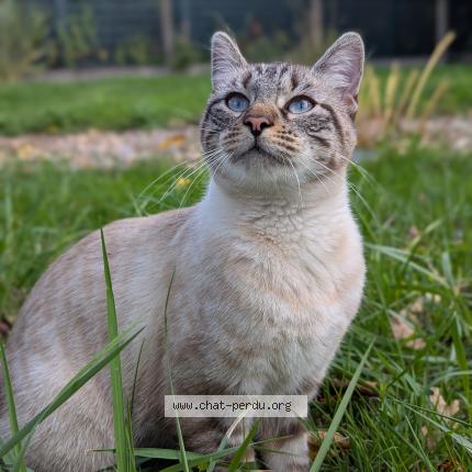 Photo 1/1 Flocon Chat lost in Monts