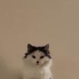 Picture of cat lost at Nevers