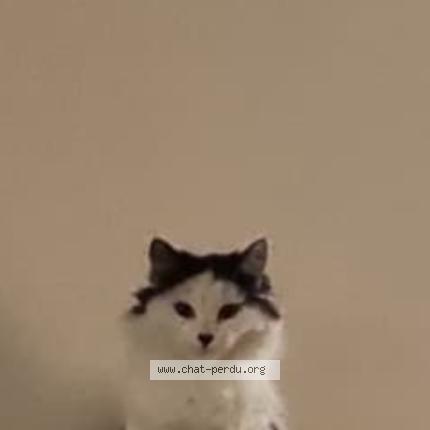 Photo 1/1 Noussé Chat lost in Nevers