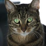 Picture of cat lost at Aulnay Sur Marne